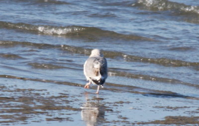 Walking away  090304 Dux Beach 5433.jpg