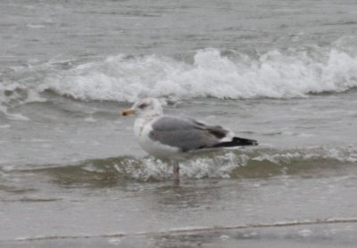 3/11 Bird 1 standing   # 5674