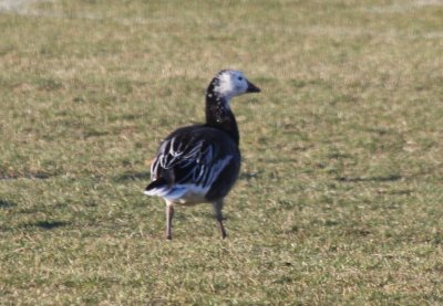 (Blue morph) Snow Goose - Duxbury 090325-2