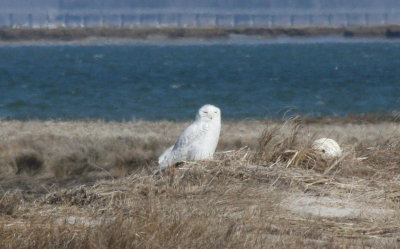 Snowy Owl in Gurnet Marsh on Duxbury Beach, MA 04-16-09