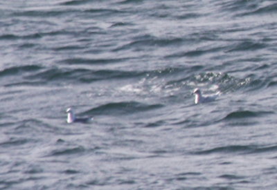 Iceland Gull at Duxbury Beach, MA  - 04-19-09 - an Identification Challenge