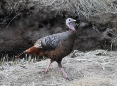 Wild Turkey - Harden Hill road - 090418