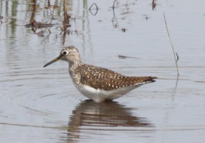 Solitary Sandpiper, Duxbury, MA   5/5/09