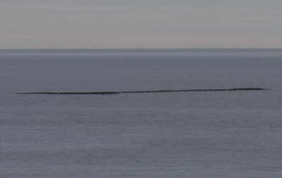 090502 Raft of Scoters - est 5000 plus.jpg