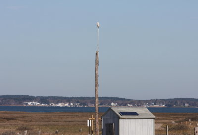 090423 Snowy on Gurnet flagpole.jpg