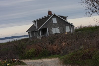 090502 Snowy Owl on Gurnet chimney.jpg