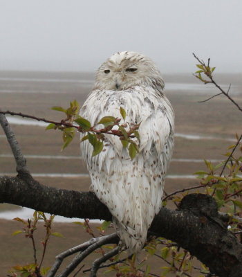 Snowy Owl in the Gurnet area of Duxbury Beach MA  05-06-2009