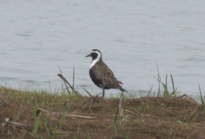 Golden Plover Duxbury Beach MA 05-06-2009