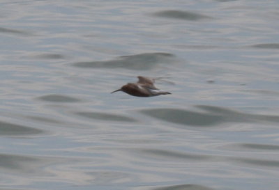 Curlew Sandpiper Duxbury Beach MA     05-24-2009   0222.jpg