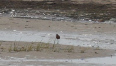 Curlew Sandpiper Duxbury Beach MA 05-24-2009  0210.jpg