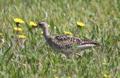 Upland Sandpiper - Plymouth, MA -  May 30, 2009   0626