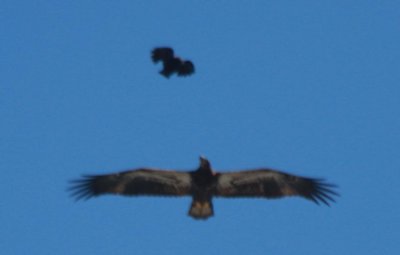090601 Bald Eagle Juv with crows Dux Beach 0890.jpg