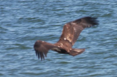 090601 Bald Eagle Juv - Duxbury Beach   0825.jpg