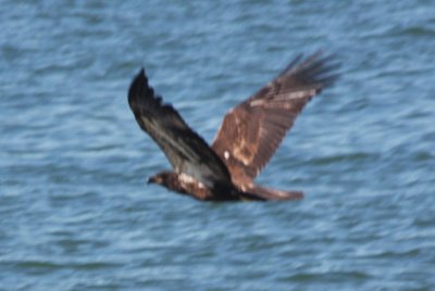090601 Bald Eagle Juv - Duxbury Beach   0826.jpg