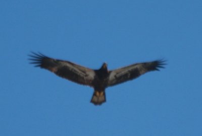 090601 Bald Eagle Juv - Duxbury Beach   0891.jpg