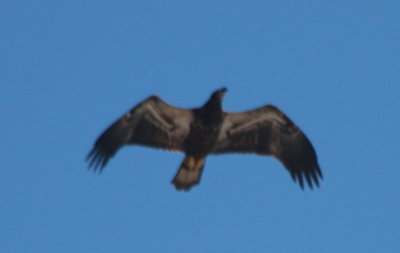 090601 Bald Eagle Juv - Duxbury Beach   0893.jpg