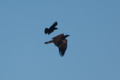 090601 Bald Eagle Juv with crows Dux Beach 0862.jpg
