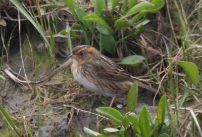 Saltmarsh Sharp-tailed Sparrow - Duxbury Beach 2.jpg