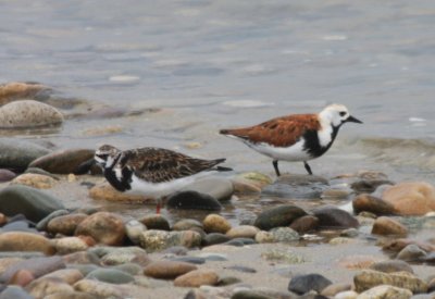 Odd Turnstone - Duxbury Beach 05-23-09