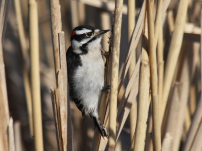 Downy Woodpecker -Duxbury - Alden Sanctuary