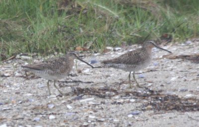 090621 Short-billed Dowitcher Duxbury Beach 1214.jpg