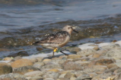 090804 Red Knot showing odd yellow band.jpg