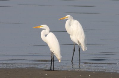 Oversized Great Egret (poss. Great Blue Heron hybrid... or not....)