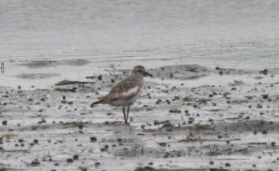 090812-a white winged Black-bellied Plover