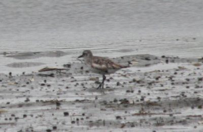 090812-b white winged Black-bellied Plover