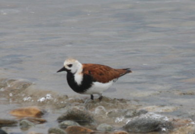 090523-02 Odd Turnstone - Duxbury Beach 9815.jpg