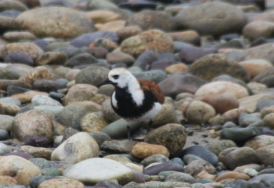 090523-07 Odd Turnstone - Duxbury Beach 9805.jpg