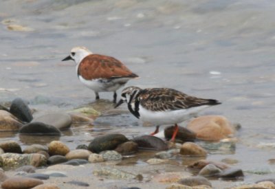 090523-08 Odd Turnstone - Duxbury Beach 9796.jpg