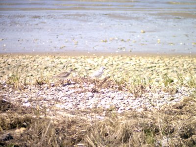 Black-b Plover Leucistic Dux Bch May07.JPG