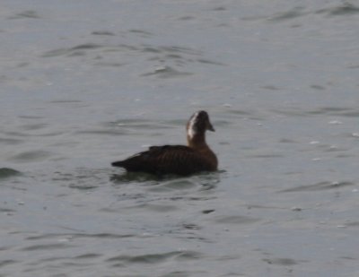 090106 Odd female from behind_3725.jpg