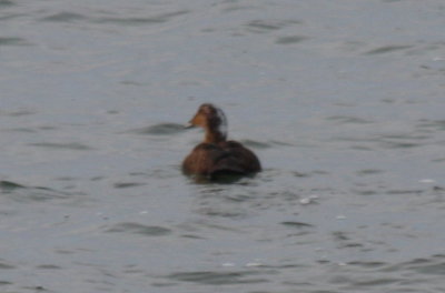090106 Odd female looking left_3729.jpg