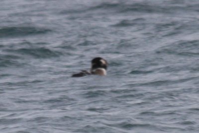 090124 Preening _4298.jpg