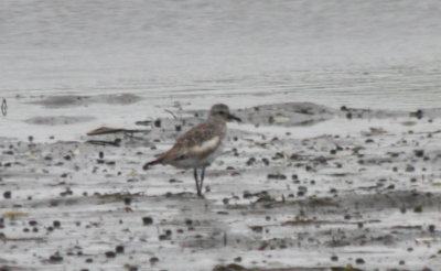 White-winged Black-bellied Plover