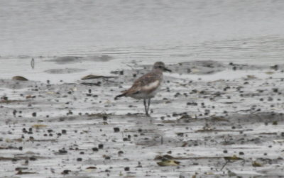 090812-c Black-bellied Plover - poss. leucism.jpg