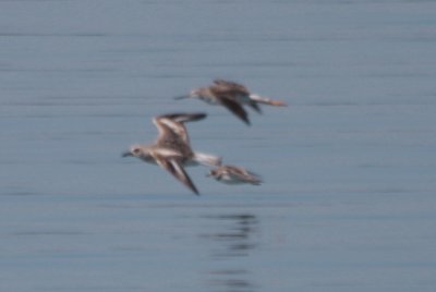 090815- white winged Black-bellied plover