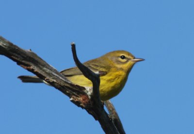 Prairie Warbler - imm female- Duxbury Beach (MA)  8-27-2009