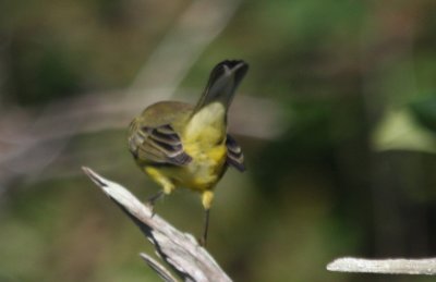 Prairie Warbler - imm under-tail- Duxbury Beach (MA)  8-27-2009