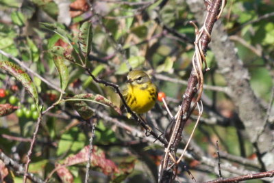 Prairie Warbler - imm - Duxbury Beach (MA)  8-27-2009