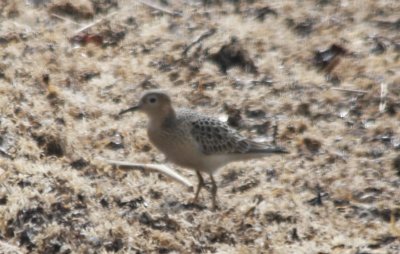 Buff-breasted Sandpiper - Crescent (Duxbury) Beach - Plymouth, MA - 09-09-2009