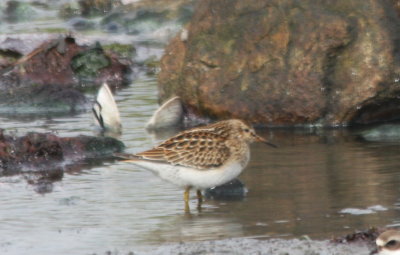 Pectoral Sandpiper - Crescent (Duxbury) Beach - Plymouth, MA - 09-09-2009