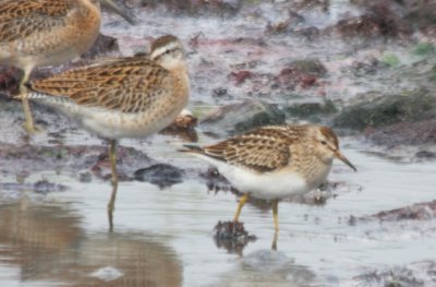 Pectoral Sandpiper w/S-b Dowitcher - Crescent (Duxbury) Beach - Plymouth, MA - 09-09-2009