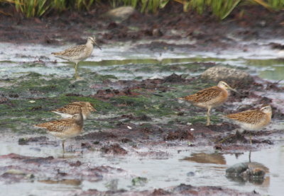 S-b Dowitchers w/Pectoral on Crescent (Duxbury) Beach MA 09-09-2009