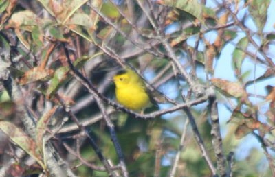 Wilson's Warbler - Duxbury Beach MA  09-15-2009