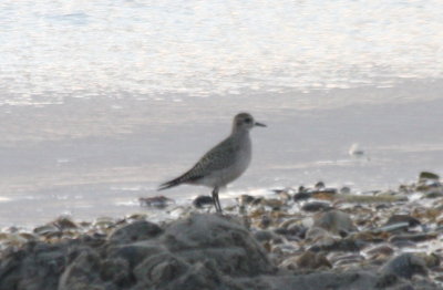 Golden Plover on Duxbury Beach (MA) by 2nd Crossover  09-16-2009