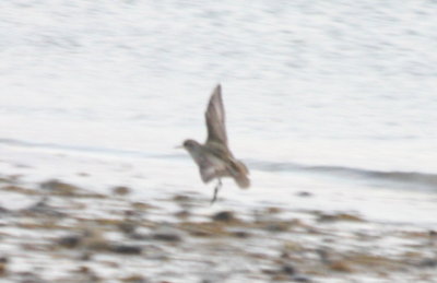 Golden Plover imm - shows slight wing bar and plain tail