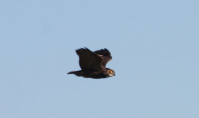 091002-b Great Horned Owl - Duxbury Beach - H Pines.jpg